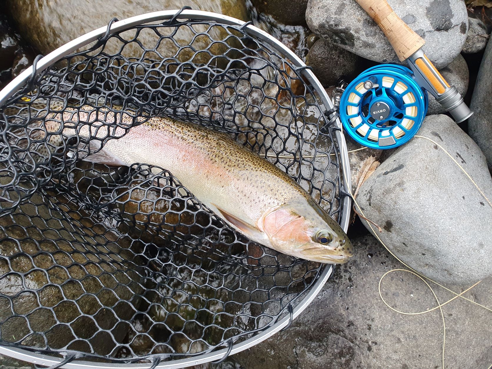 Name:  trout2.jpg
Views: 185
Size:  673.4 KB
