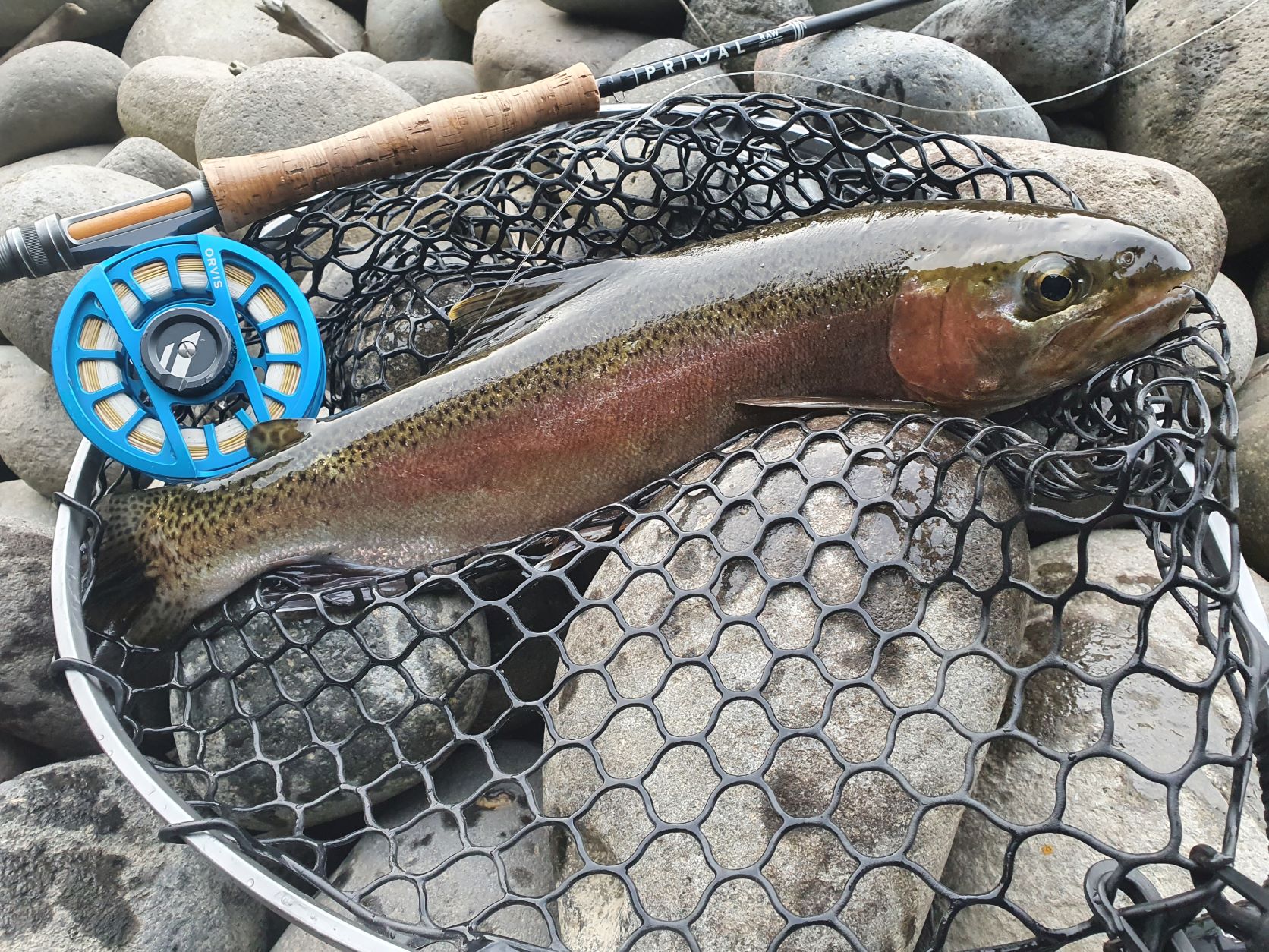 Name:  trout3.jpg
Views: 184
Size:  587.1 KB
