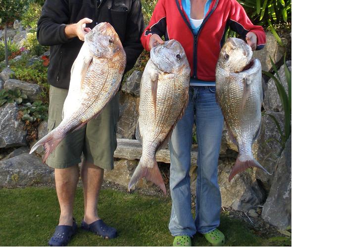 Name:  snapper.JPG
Views: 550
Size:  72.4 KB