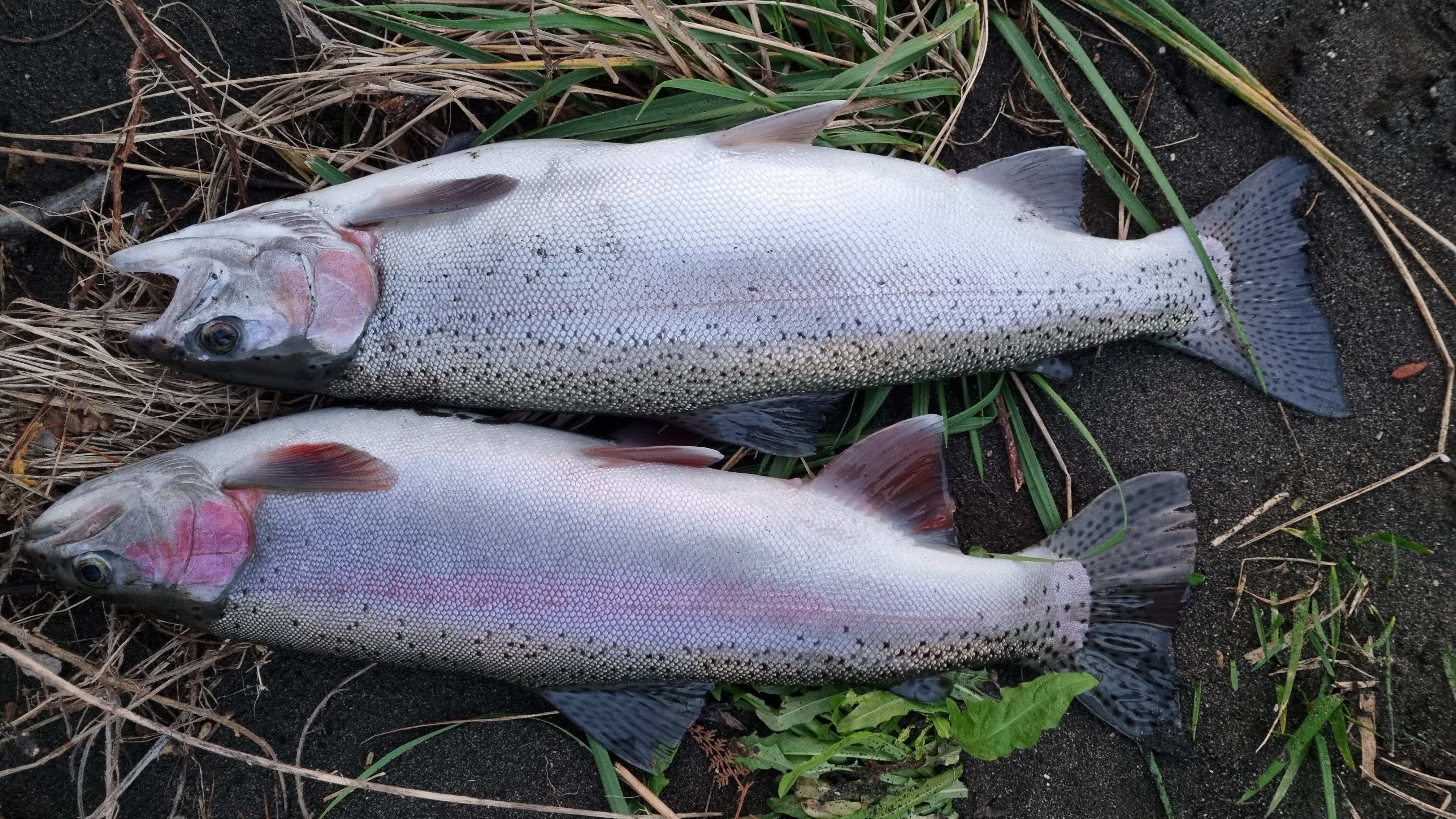 Name:  two trout.jpg
Views: 272
Size:  3.77 MB