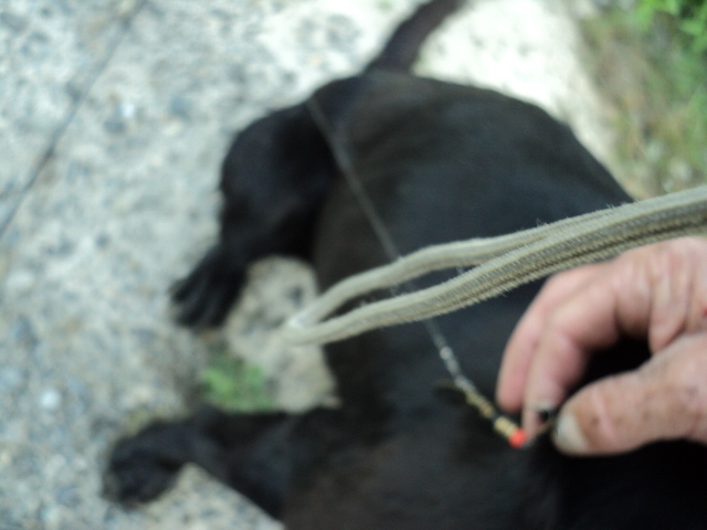 Name:  picture 3121.jpg
Views: 716
Size:  154.5 KB