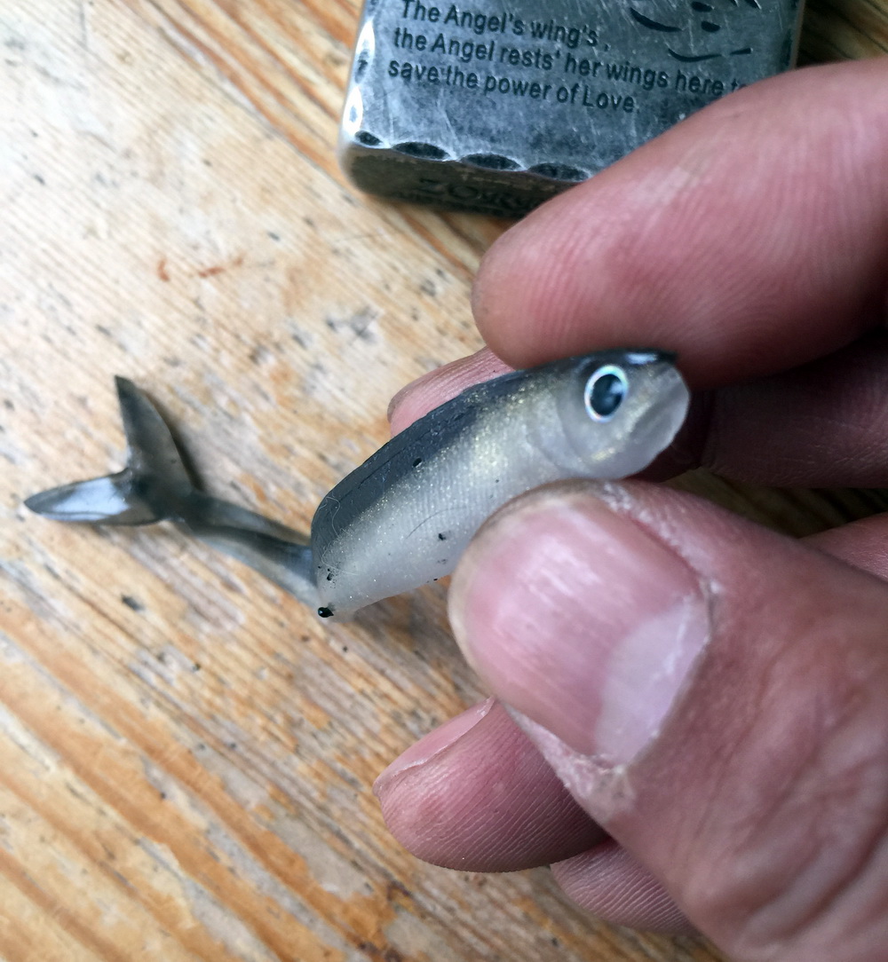 Name:  white bait.JPG
Views: 129
Size:  298.7 KB
