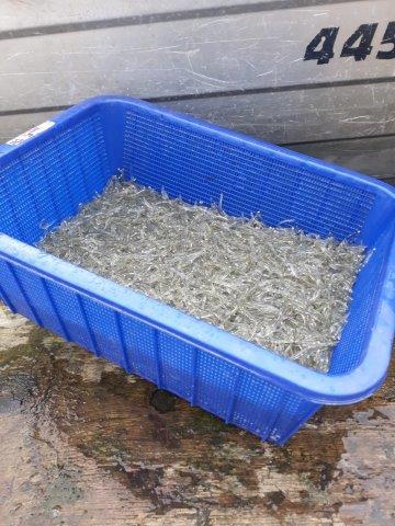 Name:  whitebait catch.jpg
Views: 165
Size:  44.8 KB