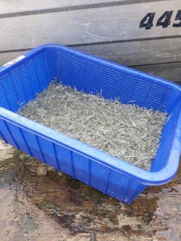 Name:  whitebait catch.jpg
Views: 129
Size:  44.8 KB