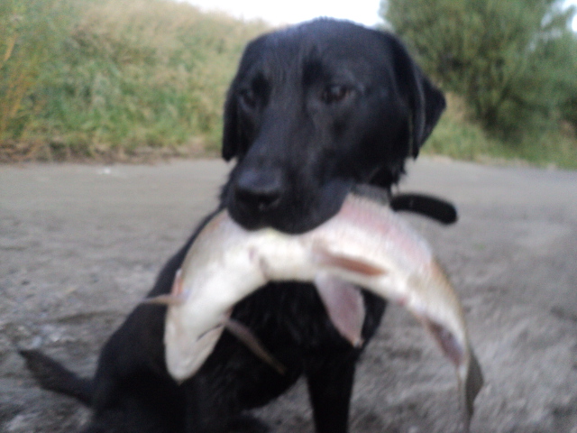 Name:  picture 01 2528.jpg
Views: 178
Size:  164.9 KB