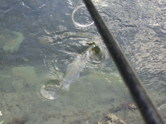 Name:  picture 3197.jpg
Views: 145
Size:  165.2 KB
