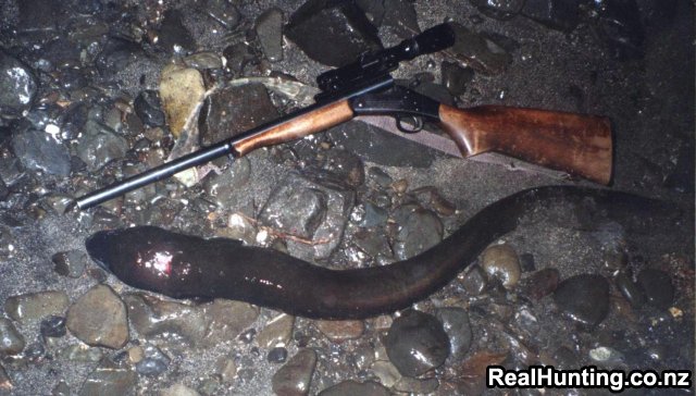 Name:  eel shot.jpg
Views: 164
Size:  65.9 KB