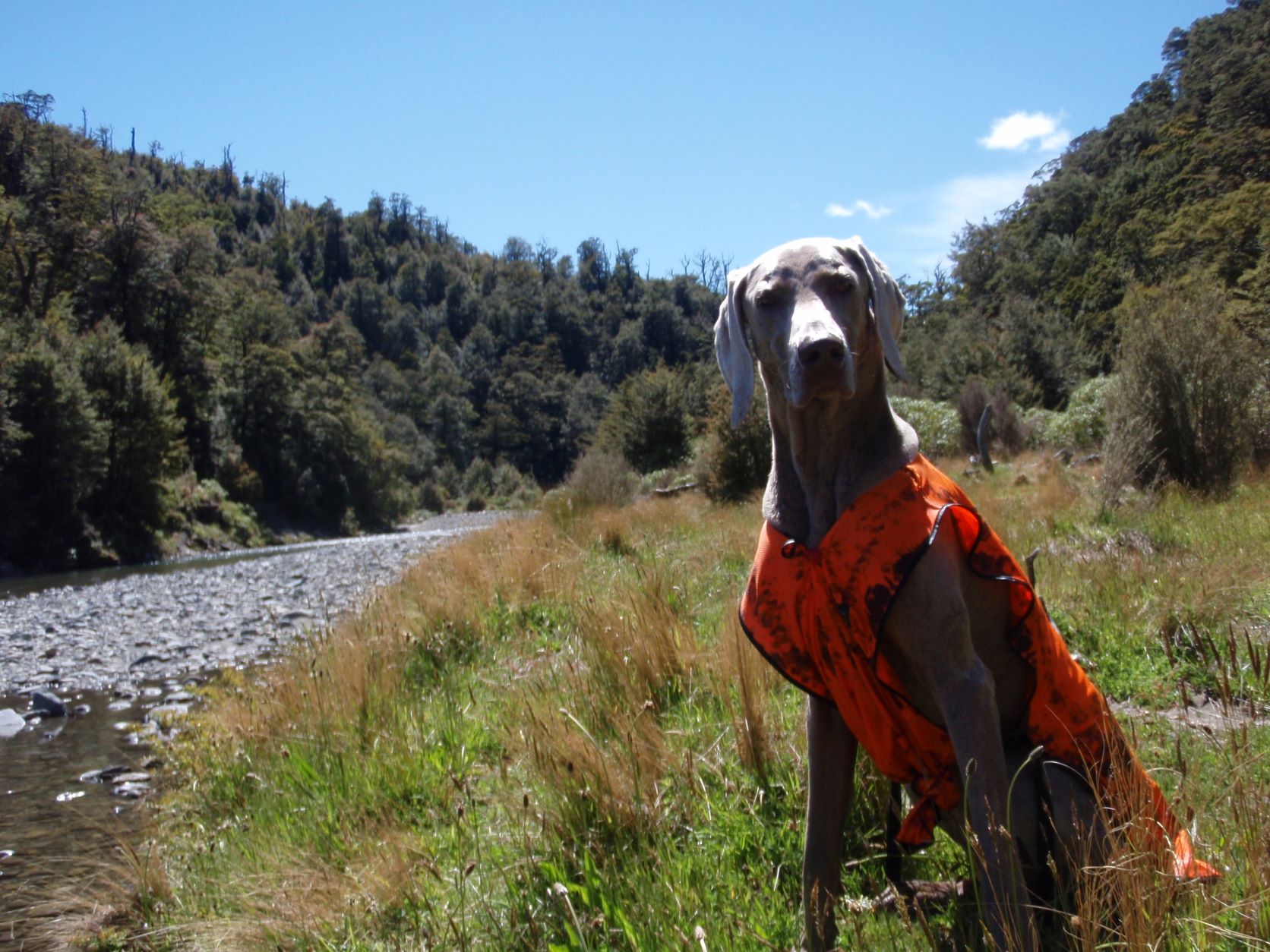 Name:  waipakihi cooper.JPG
Views: 875
Size:  320.3 KB