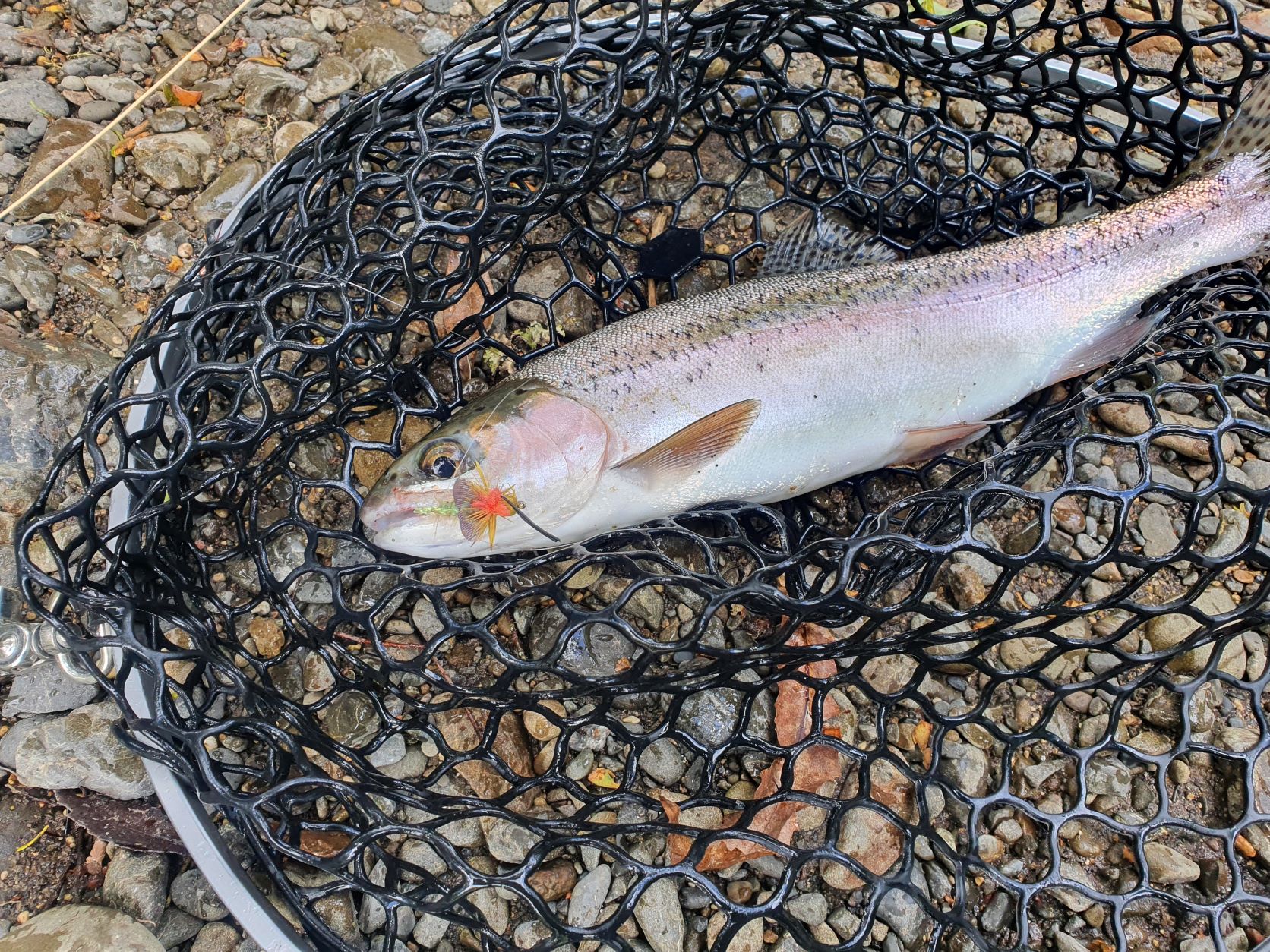 Name:  Dry Fly fun.jpg
Views: 235
Size:  686.9 KB