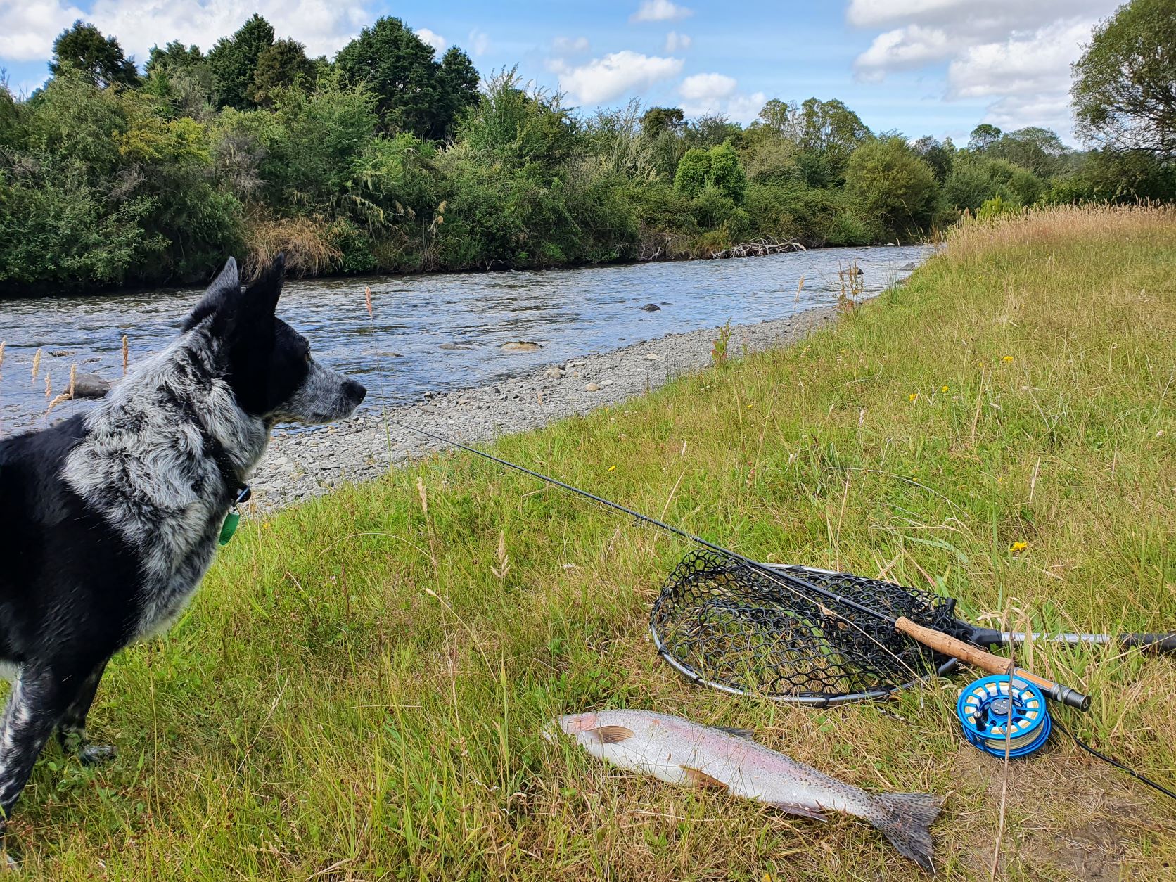 Name:  dry fly dog.jpg
Views: 234
Size:  734.9 KB
