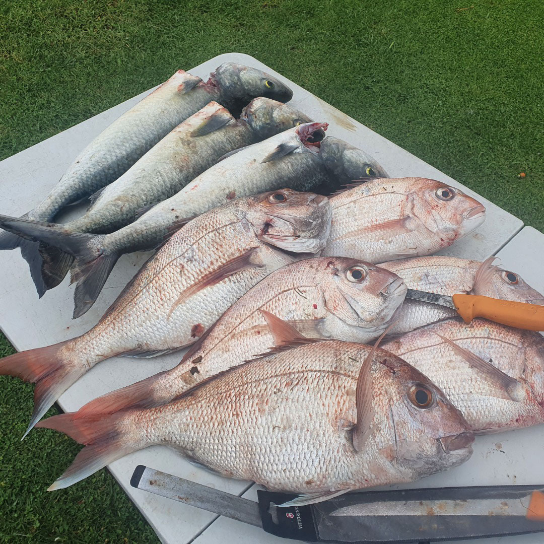 Name:  fish.jpg
Views: 224
Size:  850.2 KB
