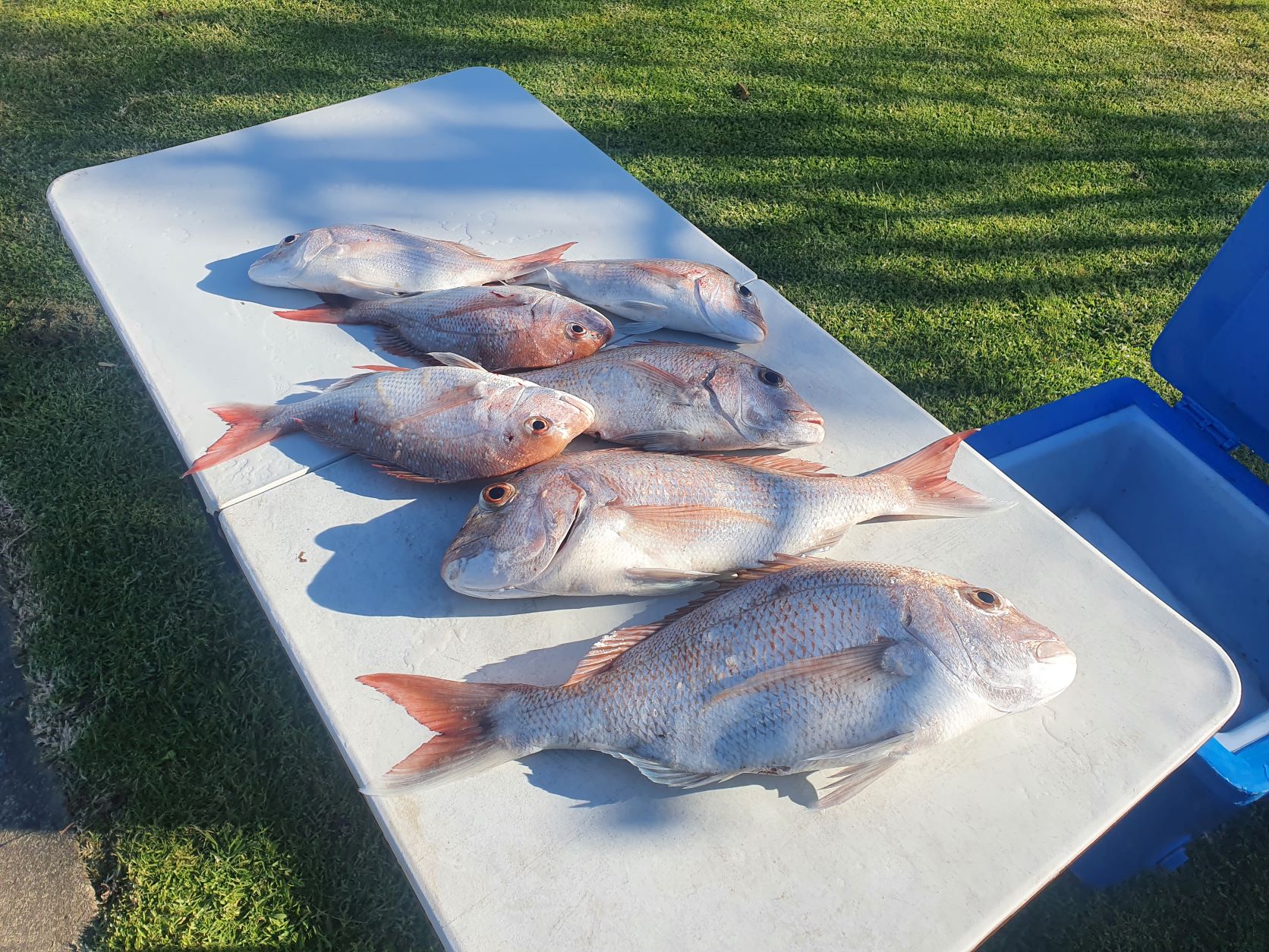 Name:  snapper.jpg
Views: 192
Size:  485.2 KB