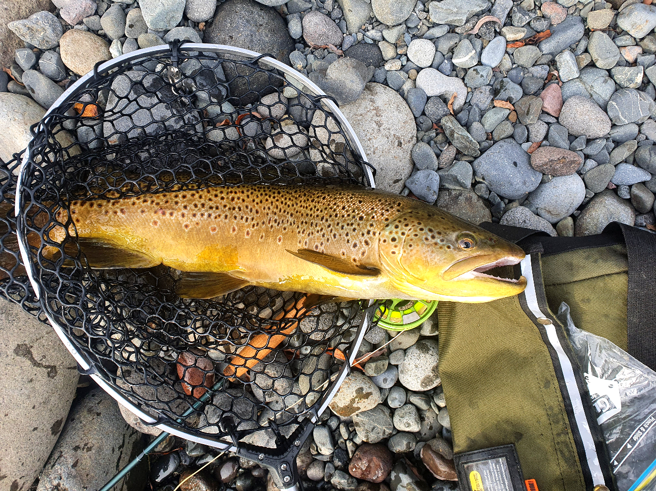 Name:  brownie-1.jpg
Views: 282
Size:  2.02 MB