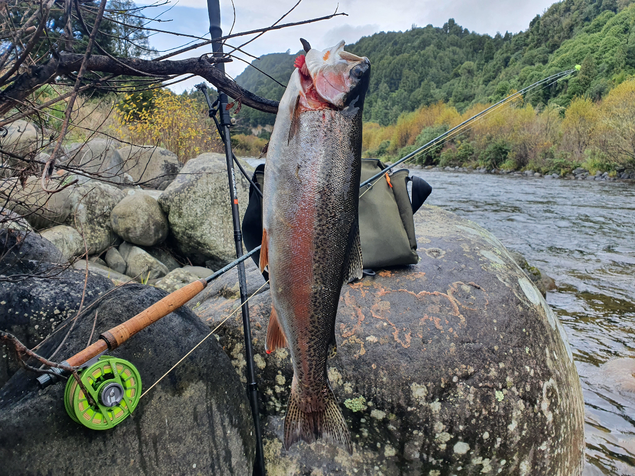 Name:  trout for dinner.jpg
Views: 313
Size:  1.73 MB