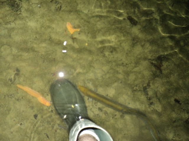 Name:  picture 3371.jpg
Views: 340
Size:  164.1 KB