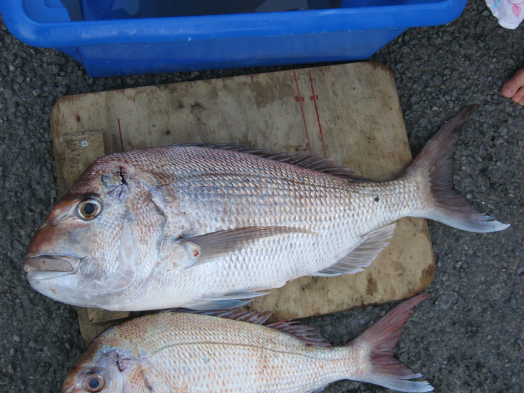Name:  IMG_0173a.jpg
Views: 281
Size:  234.5 KB