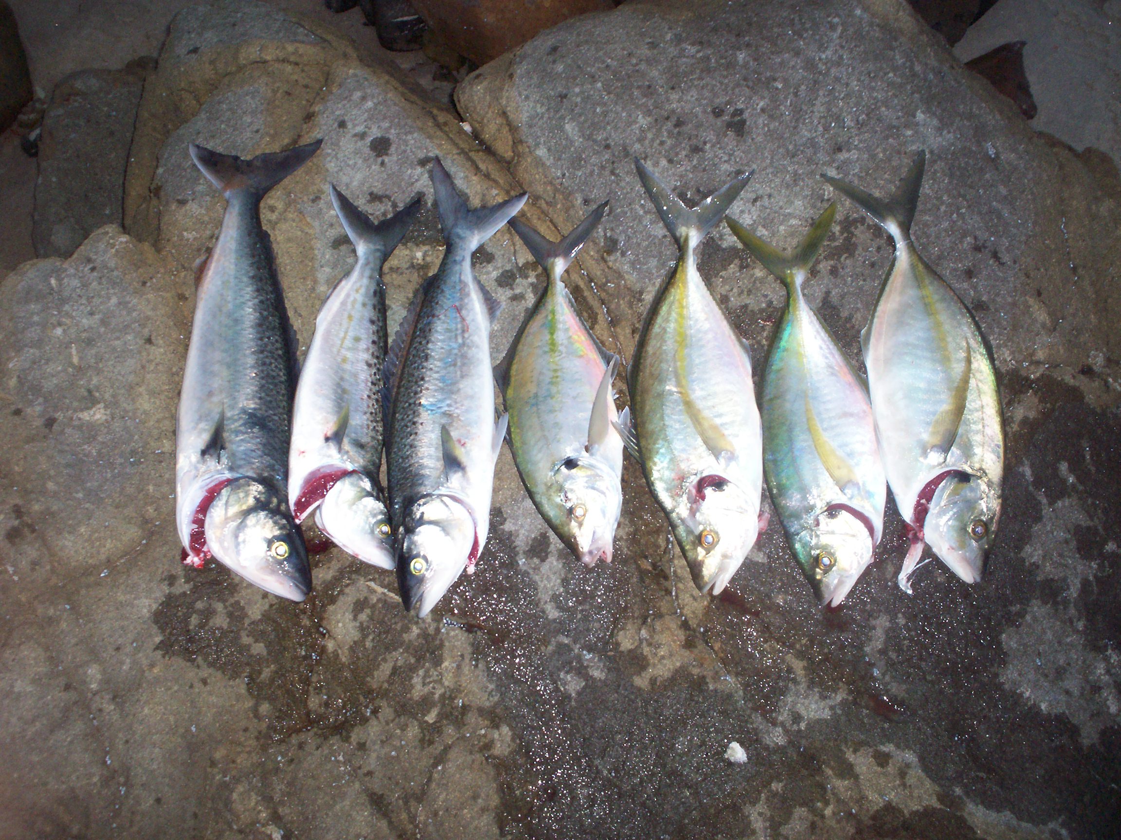 Name:  100_0056.jpg
Views: 337
Size:  766.5 KB