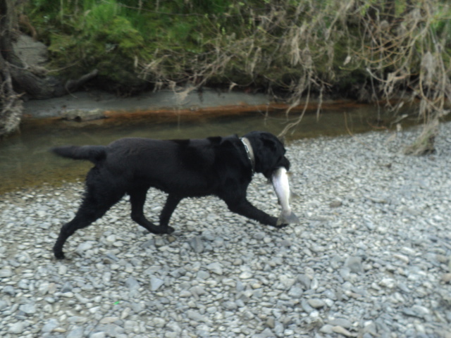 Name:  DSC07136.JPG
Views: 225
Size:  163.3 KB