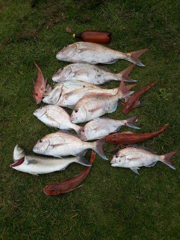 Name:  May 2024 Kontiki catch.jpg
Views: 261
Size:  48.7 KB