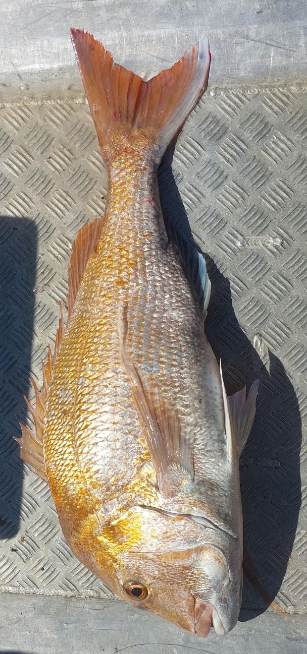 Name:  fish1.jpg
Views: 293
Size:  225.2 KB