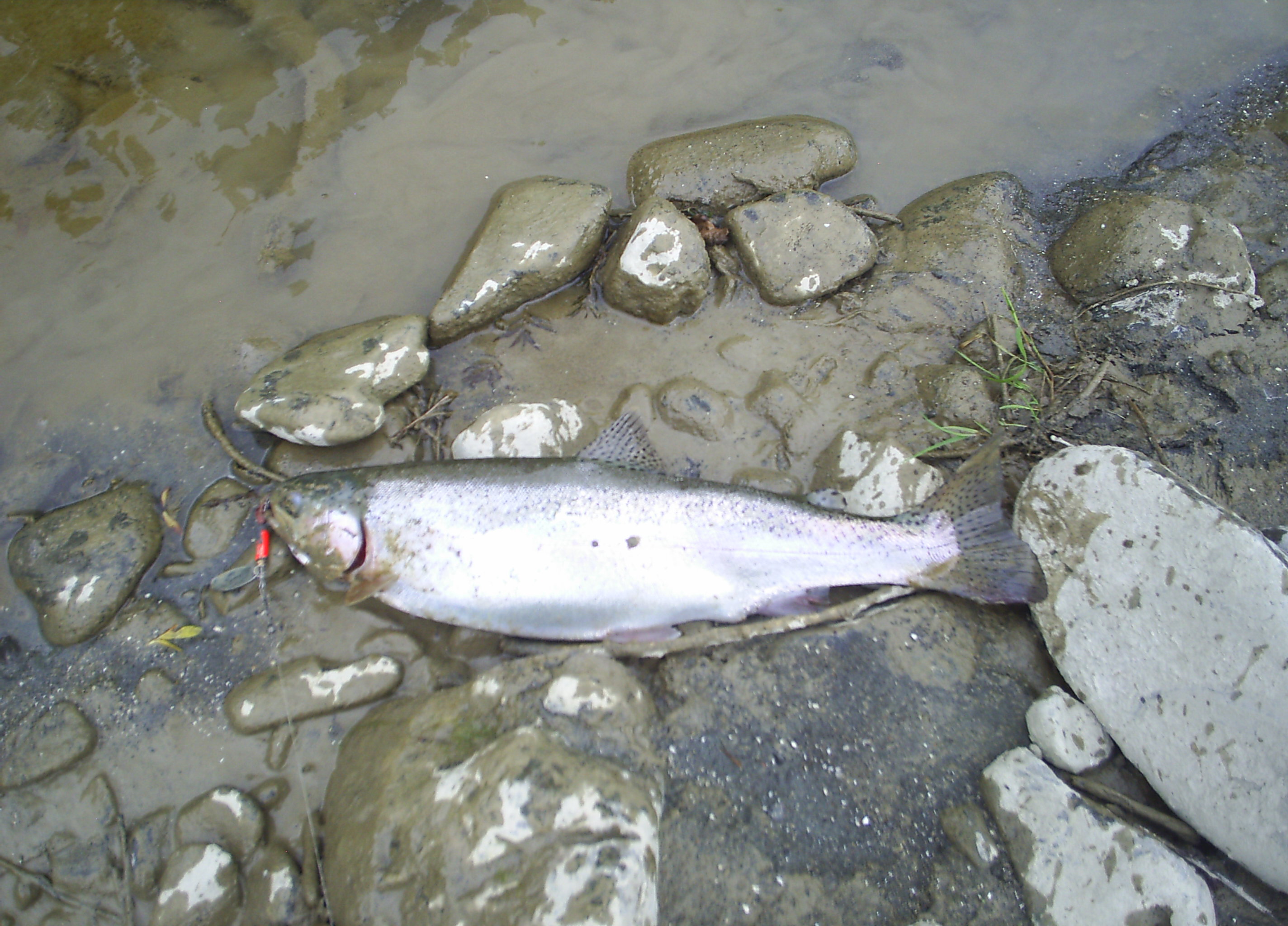 Name:  PIC_0003.JPG
Views: 118
Size:  833.1 KB