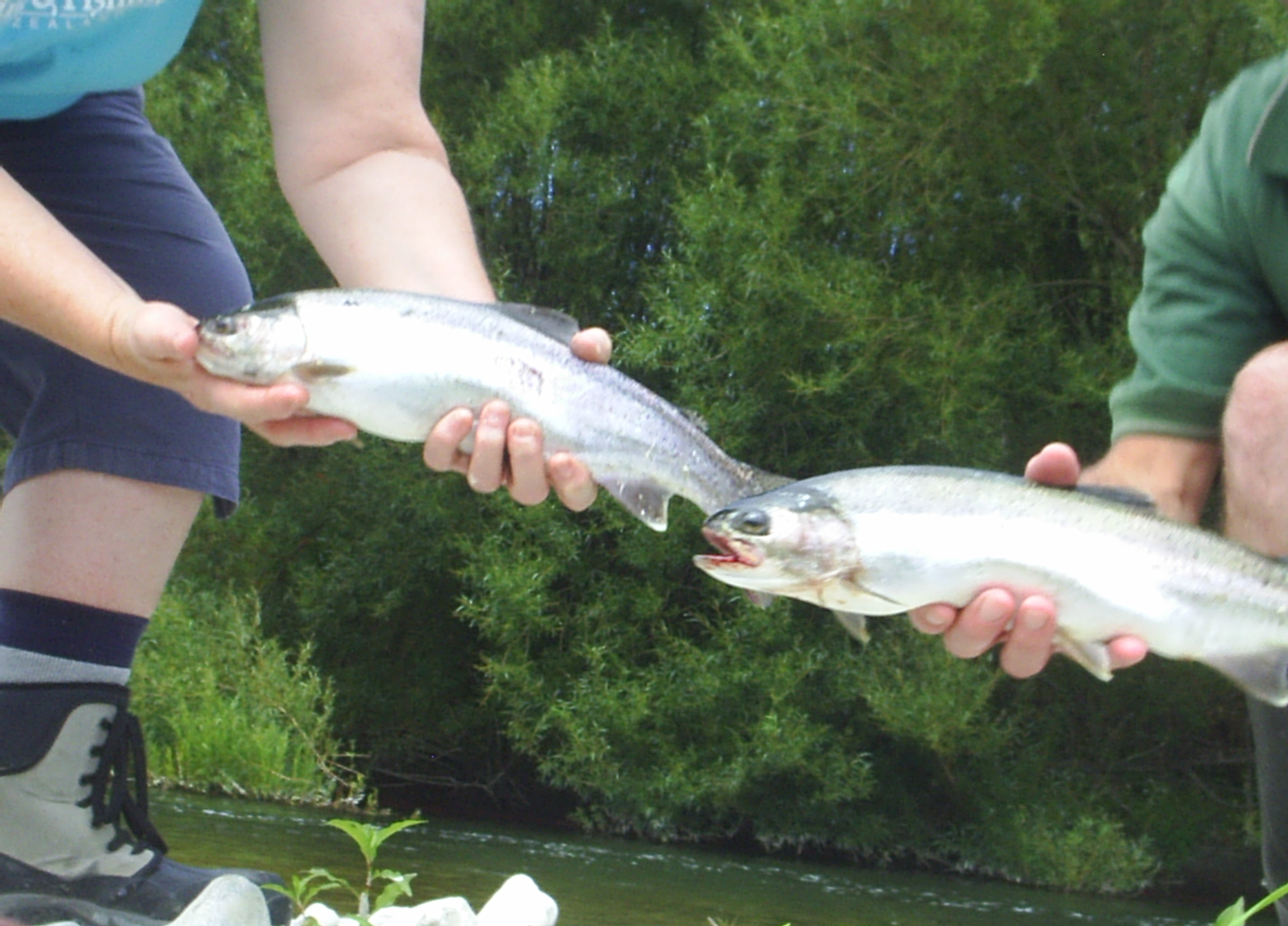 Name:  PIC_0020.JPG
Views: 380
Size:  613.3 KB