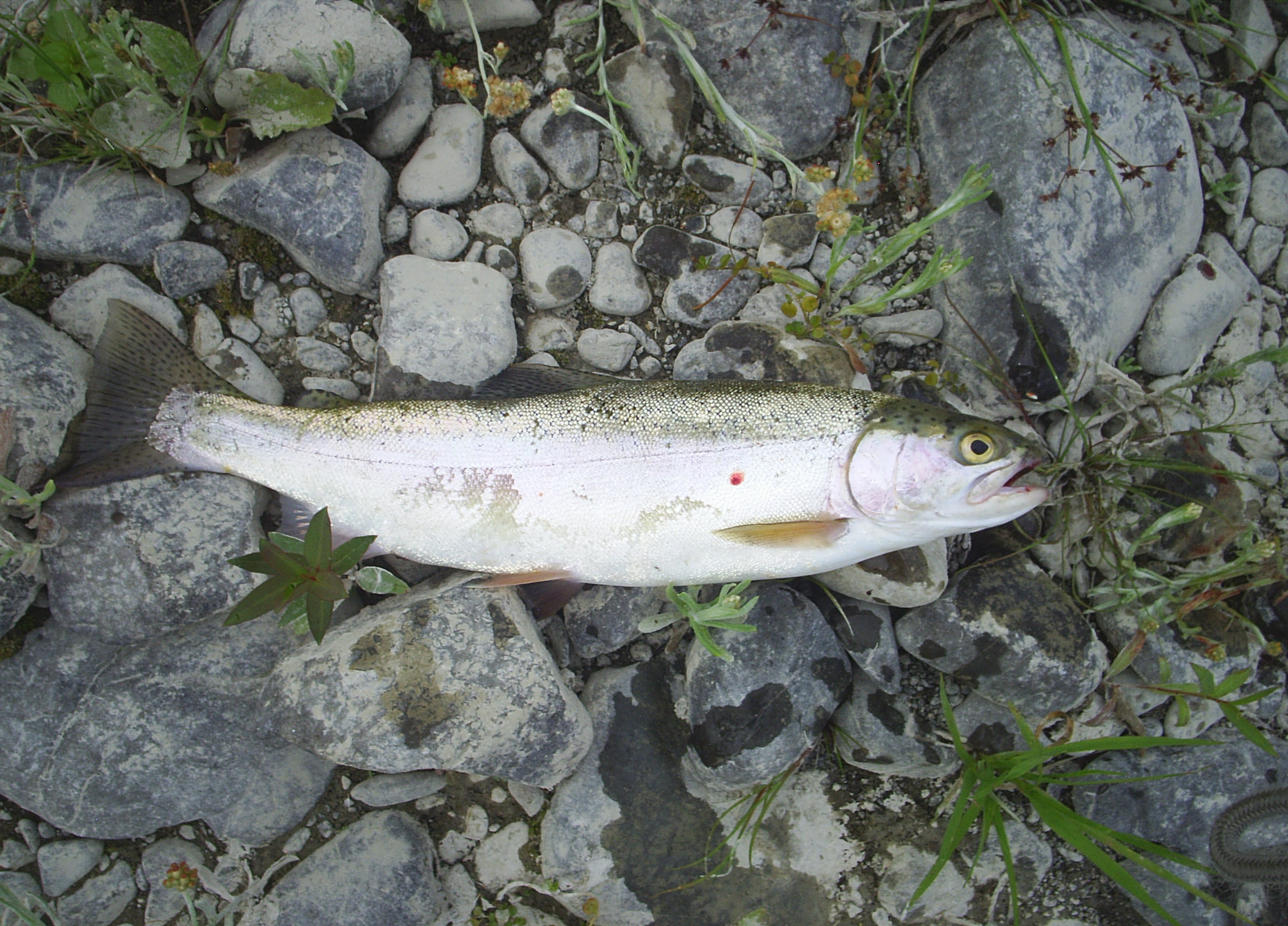 Name:  PIC_0026.JPG
Views: 340
Size:  1.08 MB