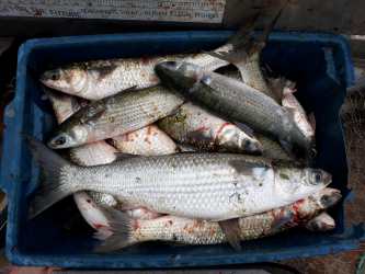 Name:  Mulletcatch.jpg
Views: 161
Size:  13.2 KB