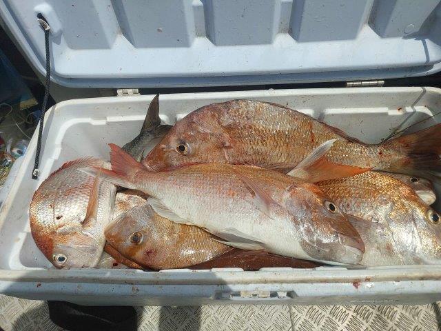 Name:  snapper25.jpg
Views: 162
Size:  68.0 KB