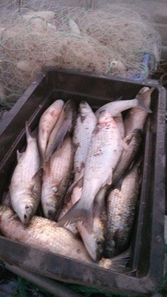 Name:  mullet catch 25.jpg
Views: 60
Size:  35.6 KB