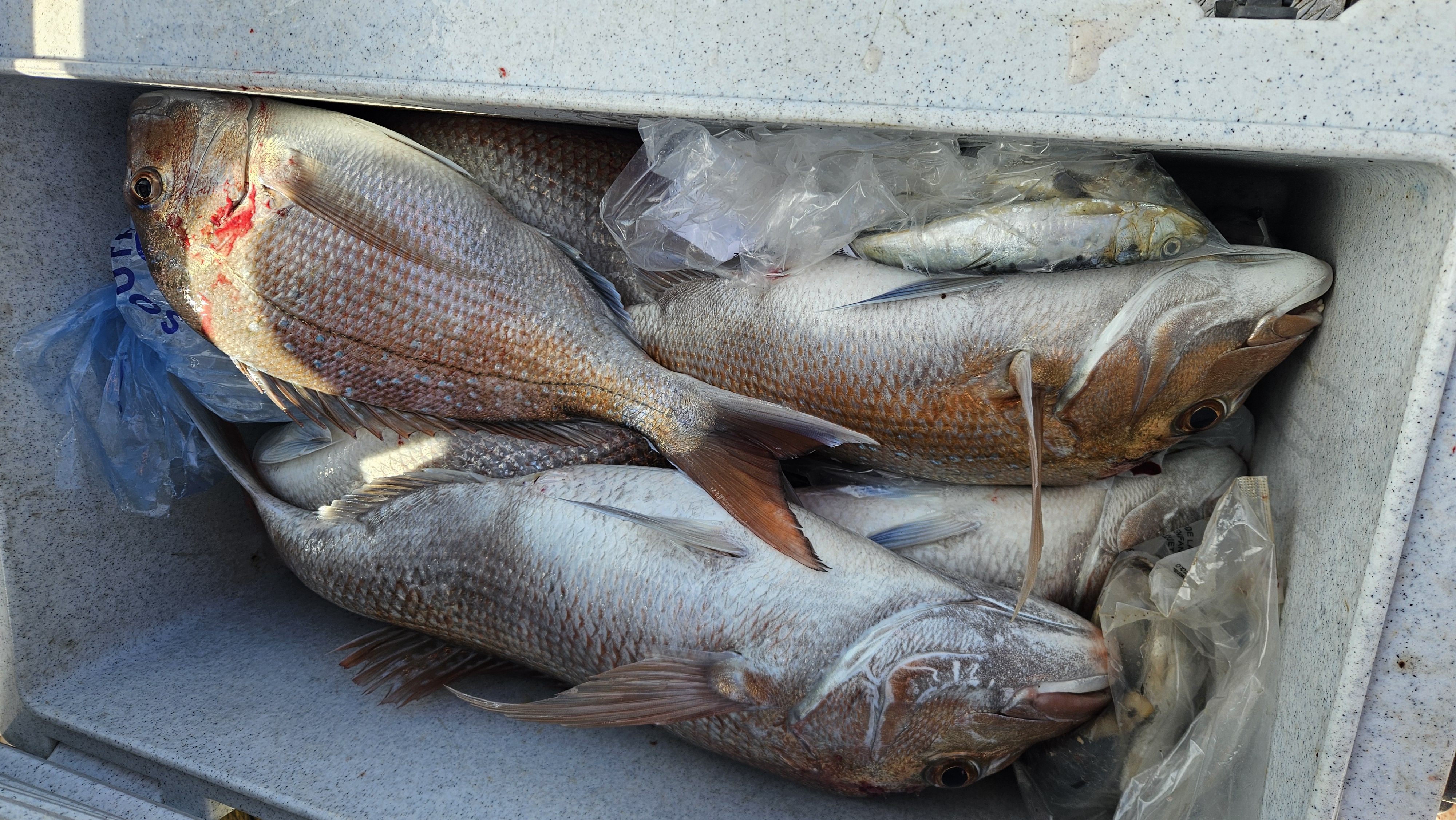 Name:  20251114_083418.jpg
Views: 120
Size:  3.17 MB