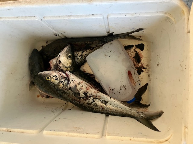 Name:  image0 (38).jpeg
Views: 212
Size:  72.4 KB