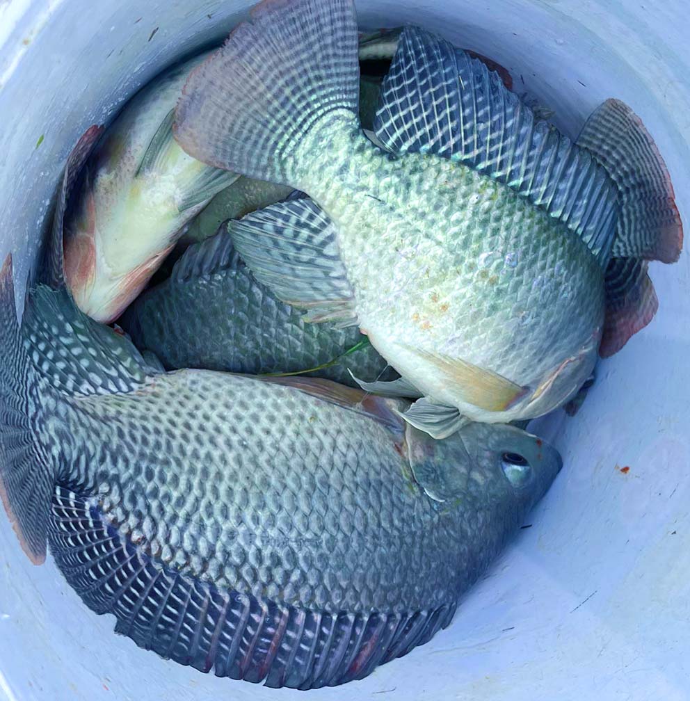 Name:  Fush.jpg
Views: 186
Size:  144.4 KB