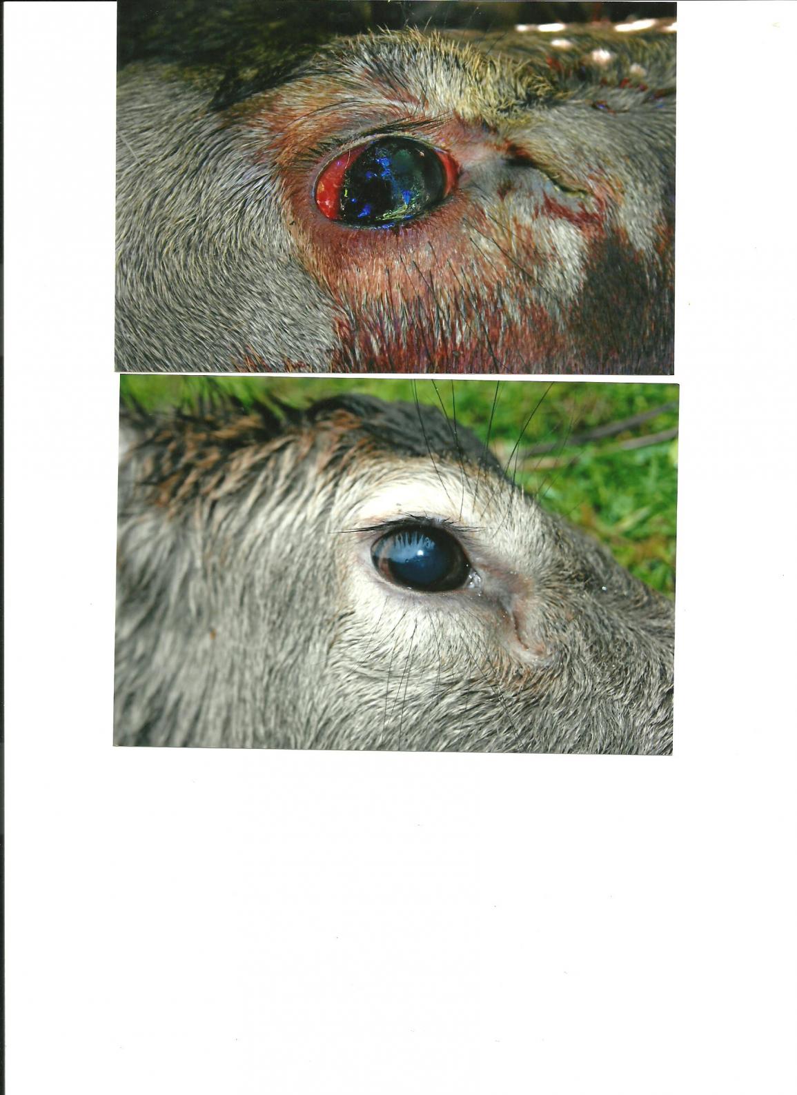 Name:  Trauma.jpg
Views: 348
Size:  187.0 KB