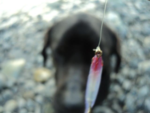 Name:  picture 4424.jpg
Views: 392
Size:  165.1 KB