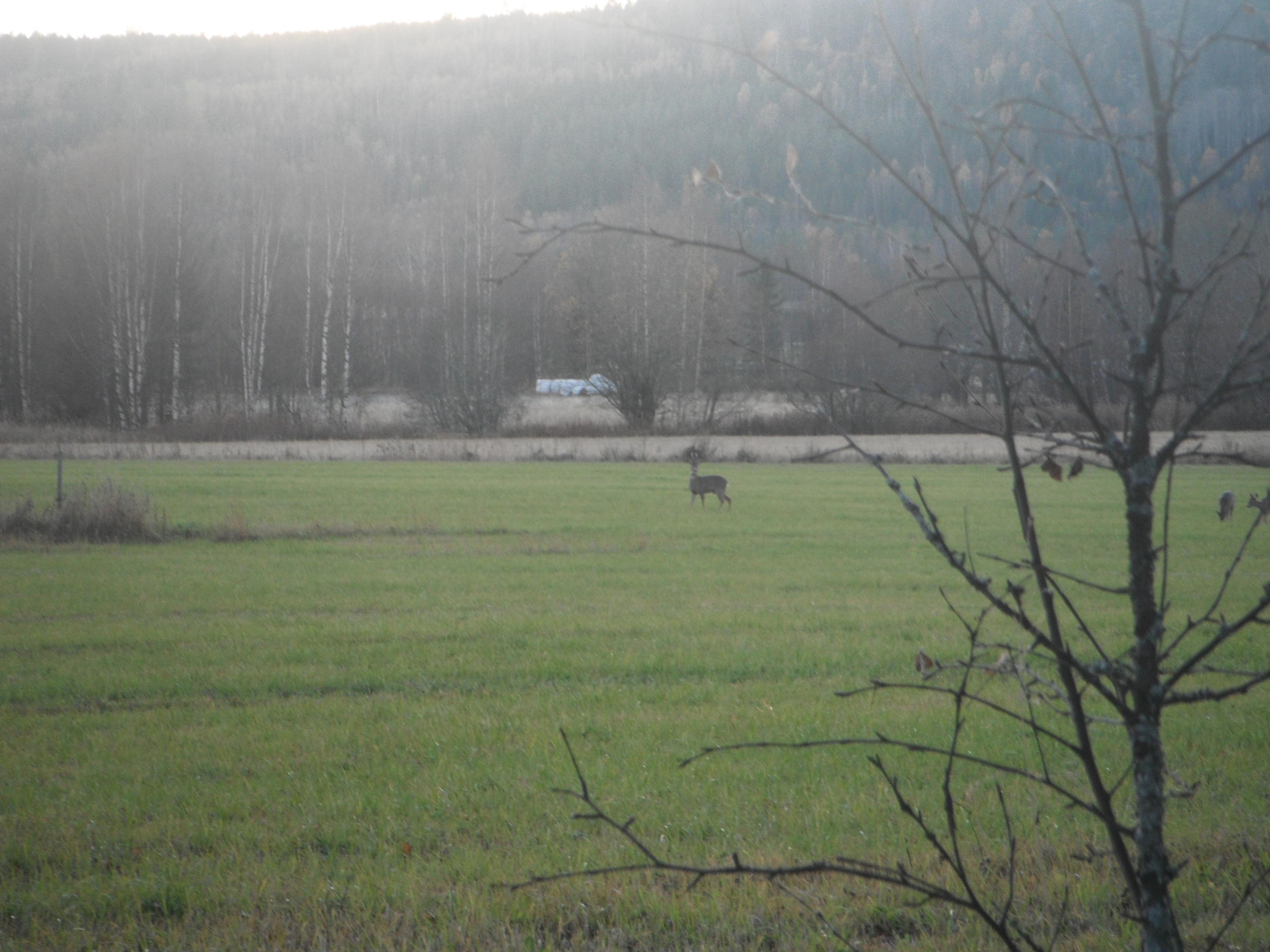 Name:  DSCF8267.jpg
Views: 424
Size:  983.2 KB