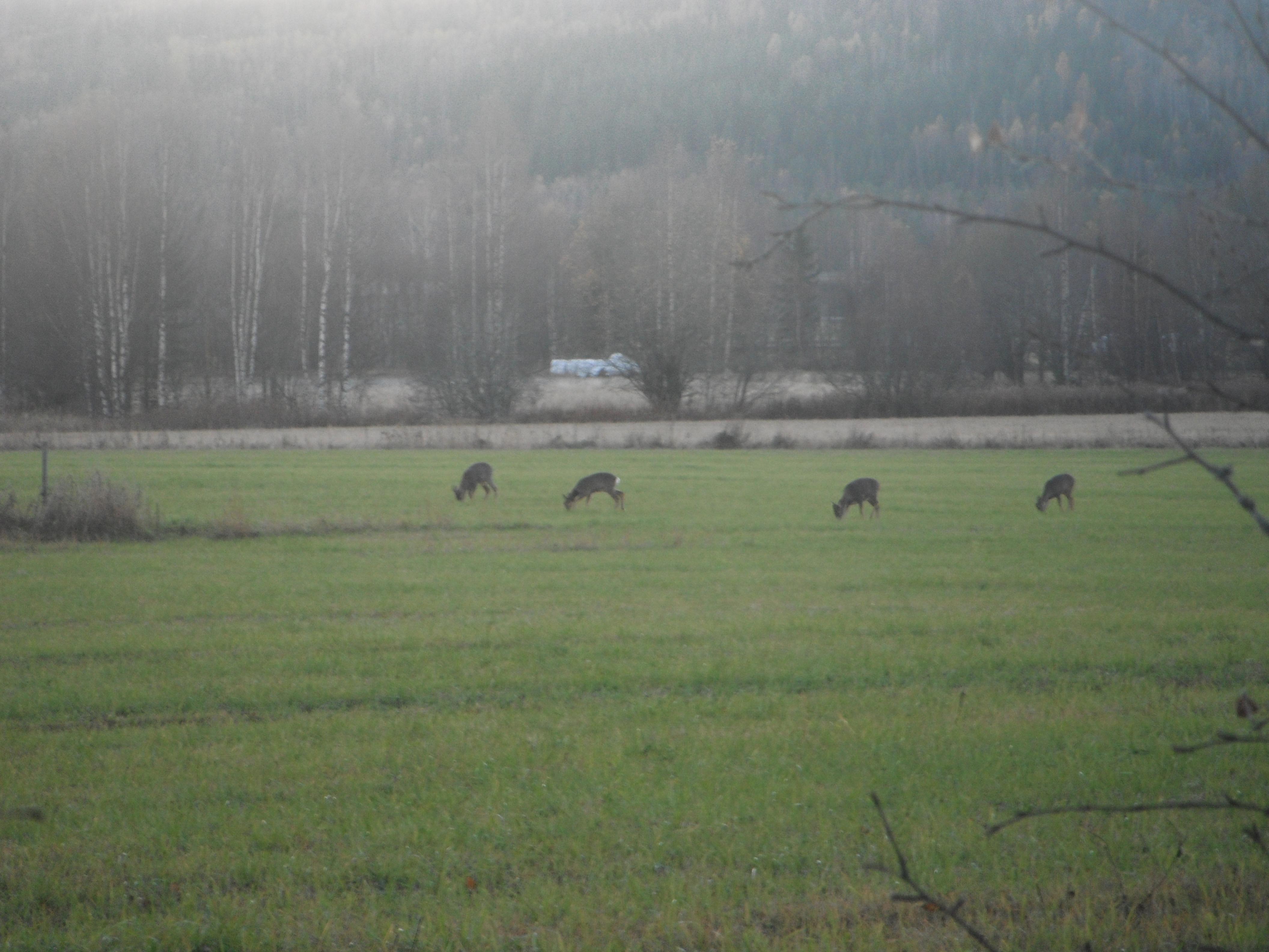 Name:  DSCF8272.jpg
Views: 595
Size:  972.9 KB