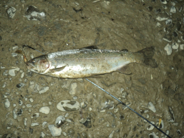 Name:  picture 4625.jpg
Views: 404
Size:  164.9 KB