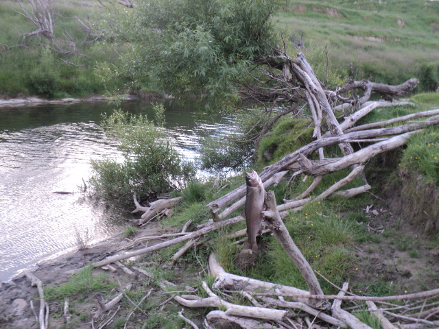 Name:  picture 4733.jpg
Views: 249
Size:  164.3 KB