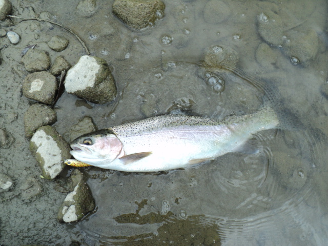 Name:  picture 4854.jpg
Views: 275
Size:  162.1 KB
