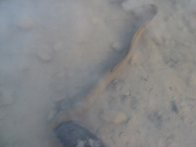 Name:  picture 4920.jpg
Views: 775
Size:  165.1 KB