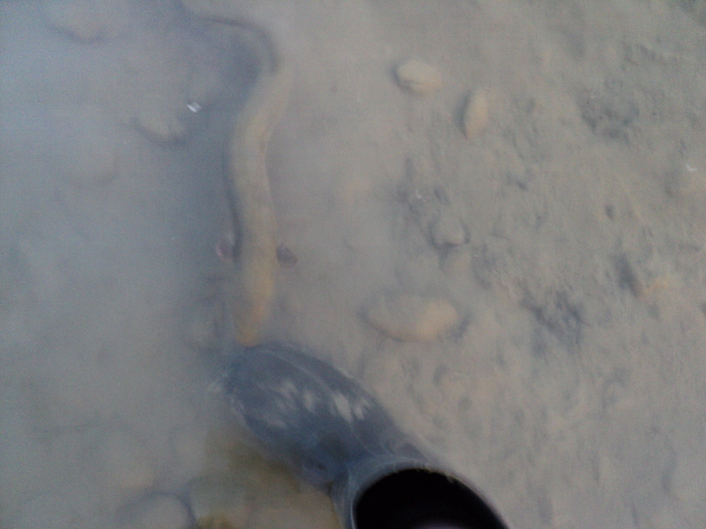 Name:  picture 4921.jpg
Views: 868
Size:  157.3 KB