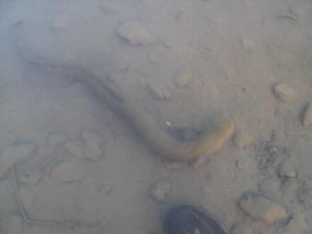 Name:  picture 4922.jpg
Views: 743
Size:  155.9 KB