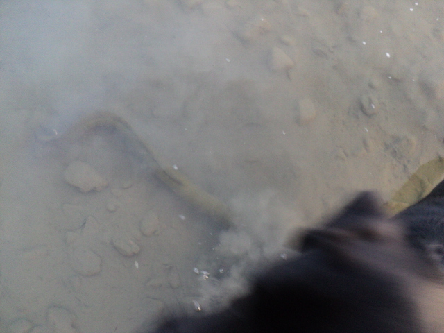 Name:  picture 4918.jpg
Views: 765
Size:  164.8 KB