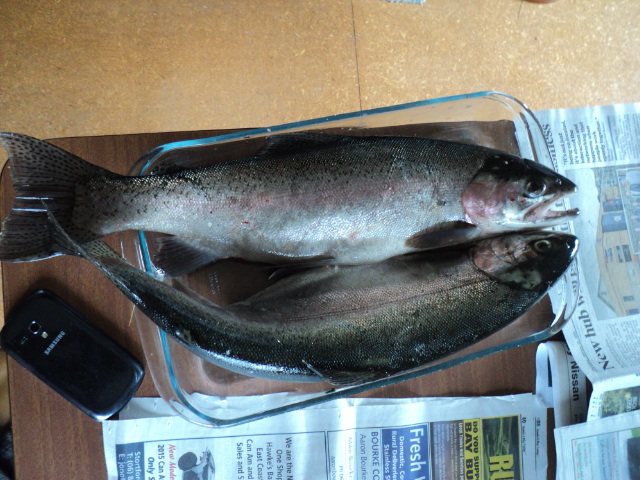 Name:  picture 5021.jpg
Views: 235
Size:  163.8 KB