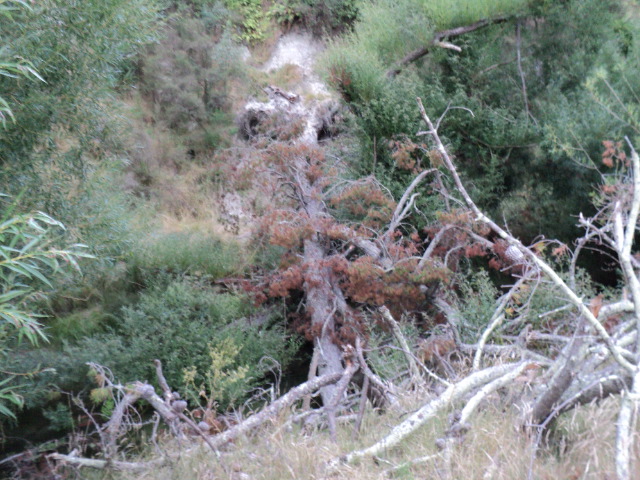 Name:  picture 5113.jpg
Views: 249
Size:  163.9 KB