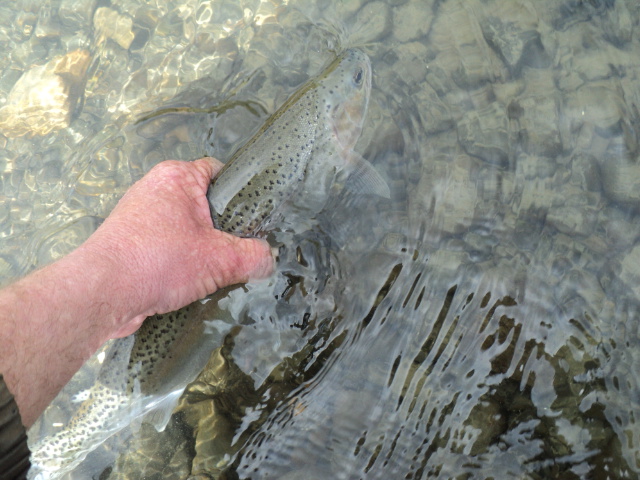 Name:  picture 308.jpg
Views: 386
Size:  162.9 KB