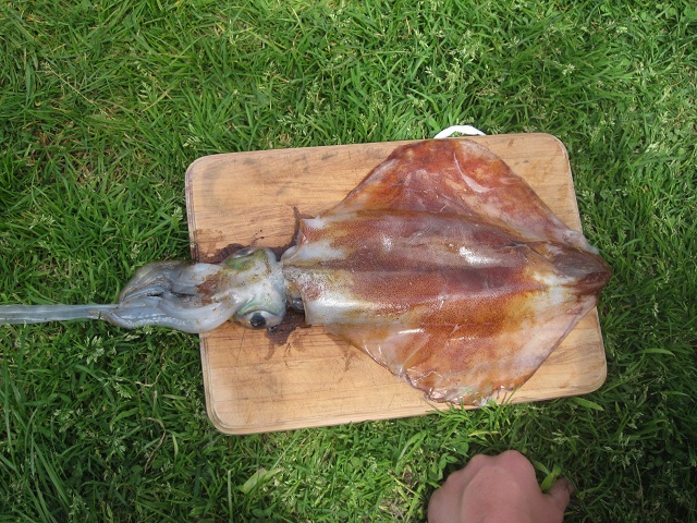 Name:  squid.jpg
Views: 260
Size:  193.4 KB