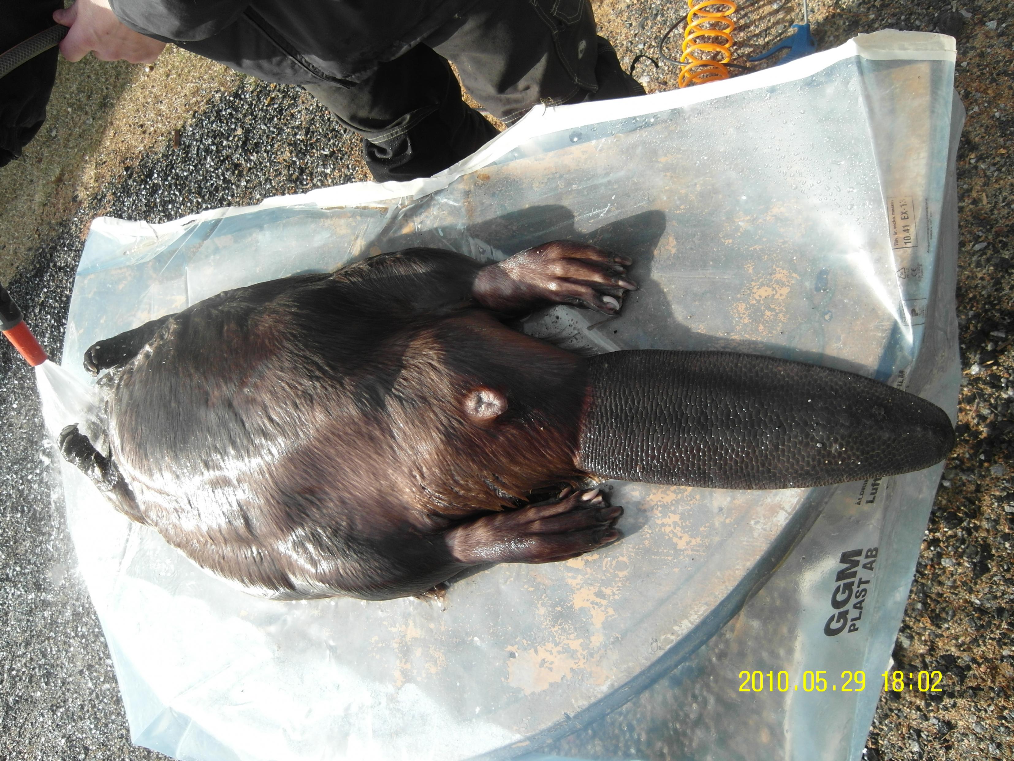 Name:  SAM_4249.jpg
Views: 279
Size:  1.00 MB