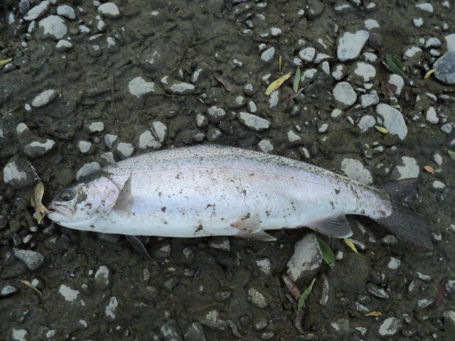 Name:  picture 7055.jpg
Views: 233
Size:  164.2 KB